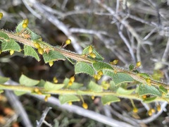 Acacia biflora