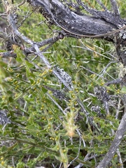 Acacia biflora