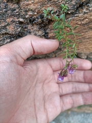 Chaenorhinum origanifolium