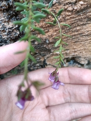 Chaenorhinum origanifolium