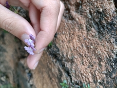 Chaenorhinum origanifolium