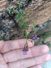 Chaenorhinum origanifolium