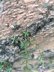 Chaenorhinum origanifolium