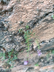 Chaenorhinum origanifolium