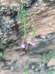 Chaenorhinum origanifolium
