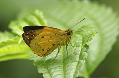 Ceratrichia semlikensis