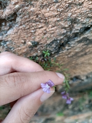 Chaenorhinum origanifolium