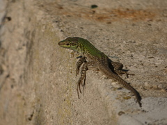 Podarcis siculus