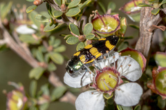 Castiarina rectifasciata