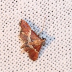 Lepidoptera