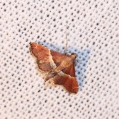 Lepidoptera