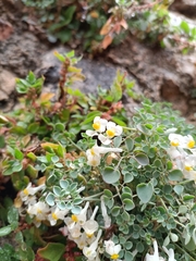 Sarcocapnos enneaphylla