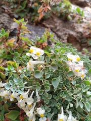 Sarcocapnos enneaphylla