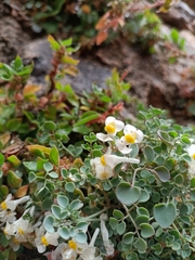 Sarcocapnos enneaphylla