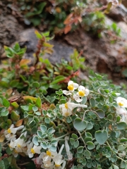 Sarcocapnos enneaphylla