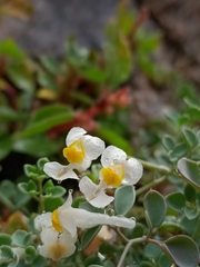 Sarcocapnos enneaphylla