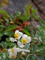 Sarcocapnos enneaphylla