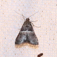 Lepidoptera