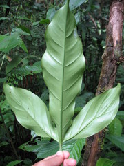 Philodendron cataniapoense