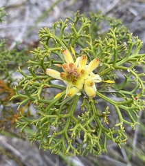 Petrophile rigida