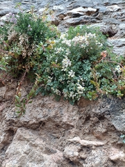 Sarcocapnos enneaphylla