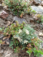 Sarcocapnos enneaphylla