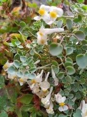 Sarcocapnos enneaphylla