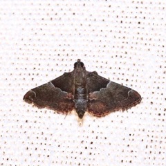 Lepidoptera
