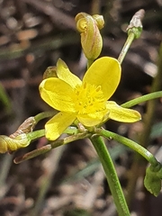 Tricoryne simplex