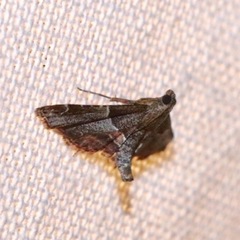Lepidoptera