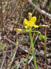 Tricoryne simplex