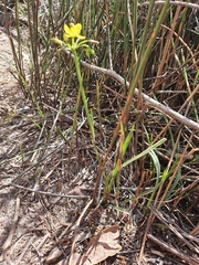 Tricoryne simplex