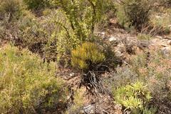 Tylecodon cacalioides