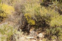 Tylecodon cacalioides