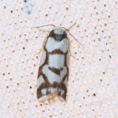 Scaptesyle dichotoma