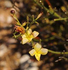 Linum thunbergii