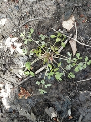 Ranunculus hispidus nitidus
