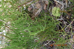 Nanobubon capillaceum