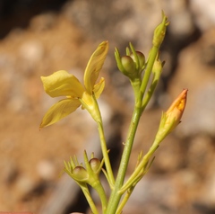 Linum thunbergii