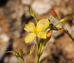 Linum thunbergii