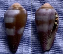 Conus tenuistriatus