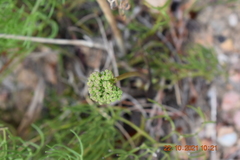 Nanobubon capillaceum