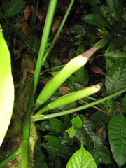 Philodendron cataniapoense