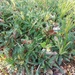 Banksia dallanneyi sylvestris - Photo (c) bailey_plants,  זכויות יוצרים חלקיות (CC BY-NC), הועלה על ידי bailey_plants