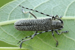 Saperda similis