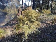 Bossiaea linophylla