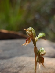 Pterostylis pusilla