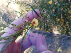 Bossiaea linophylla