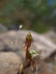 Pterostylis pusilla
