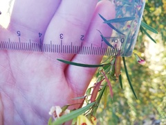 Bossiaea linophylla